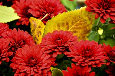 Güzel sonbahar kasımpatı çiçekleri. Park, doğa..