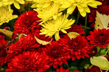 Güzel sonbahar kasımpatı çiçekleri. Park, doğa..