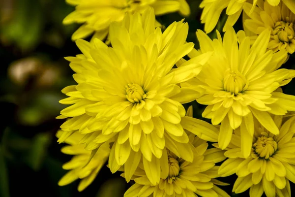 Lindas Flores Crisântemo Outono Parque Natureza — Fotografia de Stock