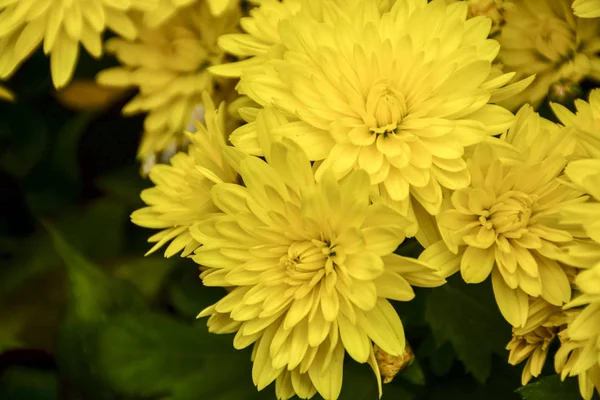 Beautiful Autumn Chrysanthemum Flowers Park Nature — Stock Photo, Image