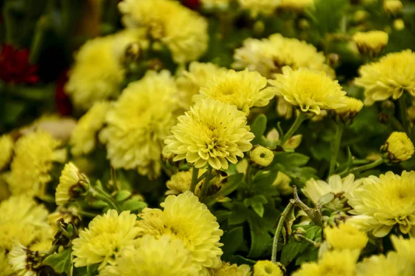 Beautiful Autumn Chrysanthemum Flowers Park Nature — Stock Photo, Image