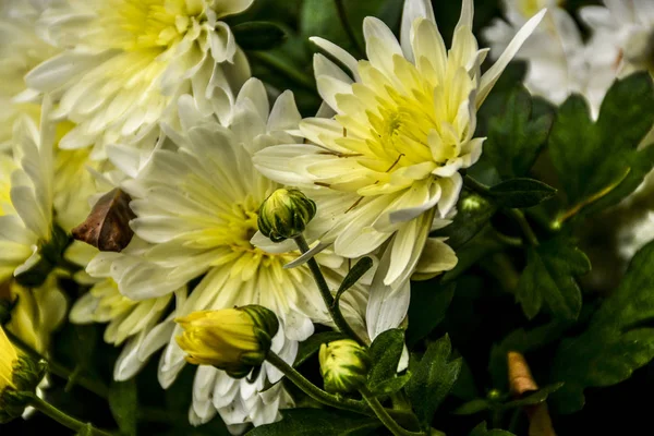 Piękne Jesienne Kwiaty Chryzantemy Park Przyroda — Zdjęcie stockowe