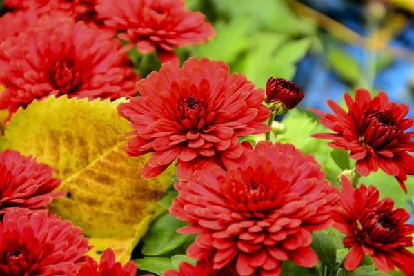 Beautiful Autumn Chrysanthemum Flowers Park Nature — Stock Photo, Image