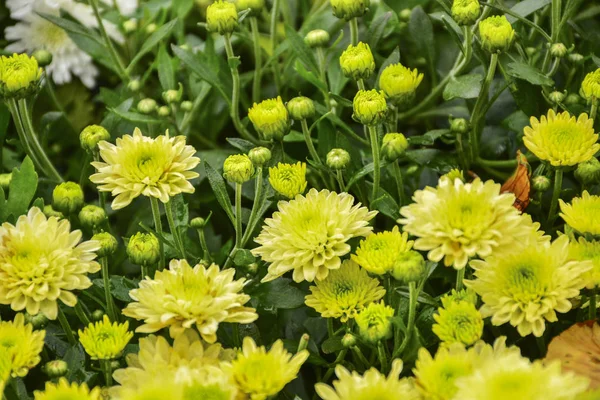 Beautiful Autumn Chrysanthemum Flowers Park Nature — Stock Photo, Image