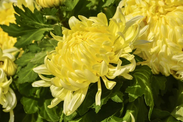 Belles Fleurs Chrysanthème Automne Parc Nature — Photo
