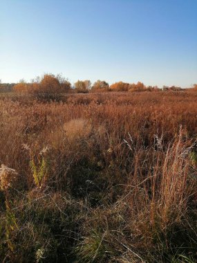 Ağaçlarda güzel sonbahar sarı yaprakları. Sonbahar renklerinin büyüsü.