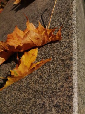 Ağaçlarda güzel sonbahar sarı yaprakları. Sonbahar renklerinin büyüsü.