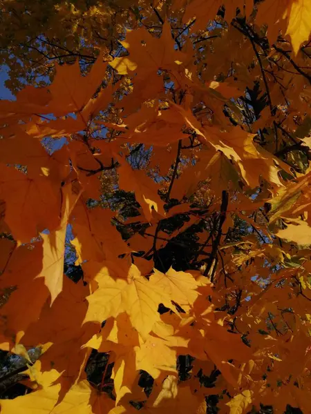 Prachtige Herfst Gele Bladeren Aan Bomen Magie Van Herfstkleuren — Stockfoto