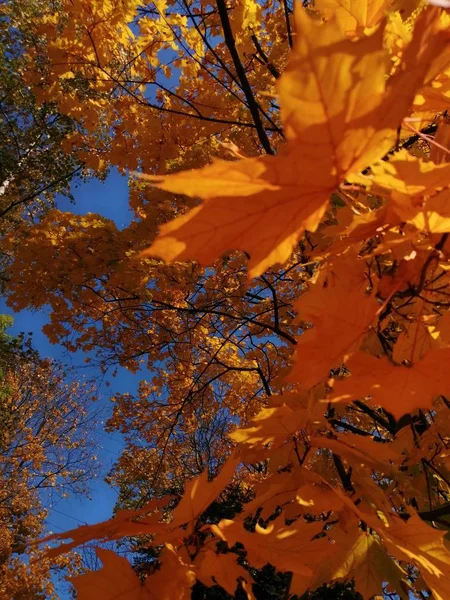 Prachtige Herfst Gele Bladeren Aan Bomen Magie Van Herfstkleuren — Stockfoto