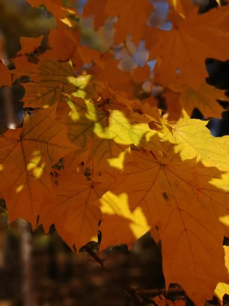 Lindas Folhas Amarelas Outono Nas Árvores Magia Das Cores Outono — Fotografia de Stock