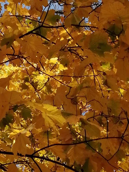 Nádherné Podzimní Žluté Listí Stromech Kouzlo Podzimních Barev — Stock fotografie