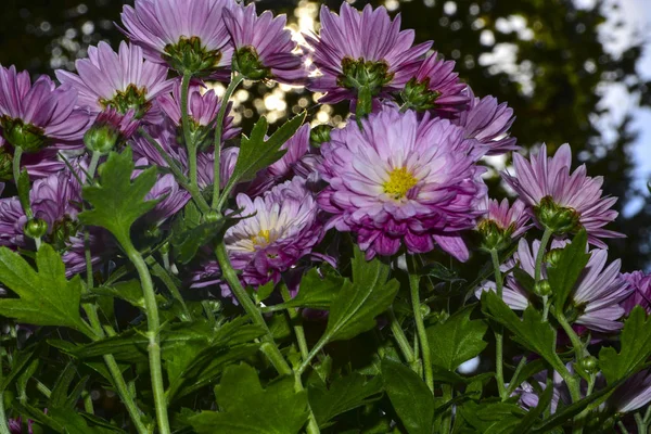 Lindas Flores Crisântemo Outono Parque Natureza — Fotografia de Stock