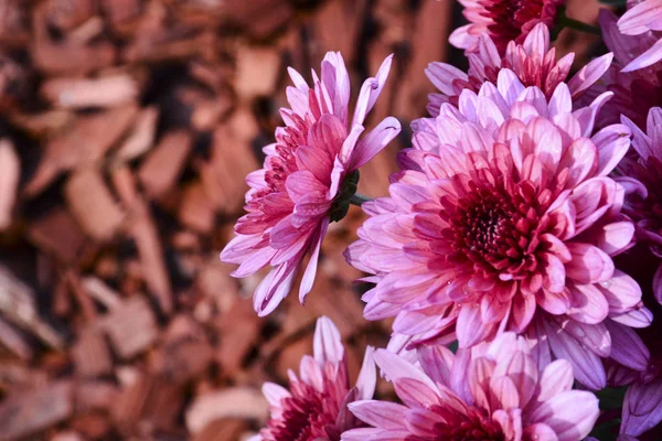 Beautiful Autumn Chrysanthemum Flowers Park Nature — Stock Photo, Image