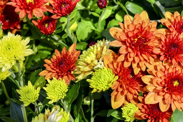 Beautiful Autumn Chrysanthemum Flowers Park Nature — Stock Photo, Image