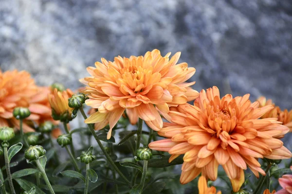 Beautiful Autumn Chrysanthemum Flowers Park Nature — Stock Photo, Image