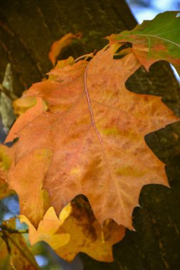 Ağaçlarda güzel sonbahar sarı yaprakları. Sonbahar renklerinin büyüsü.