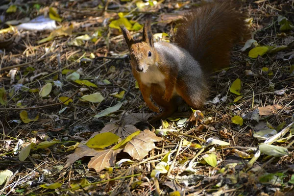 Eekhoorn Het Herfstpark — Stockfoto