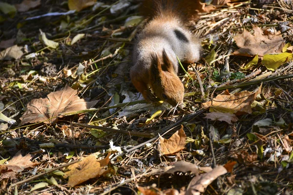 Eekhoorn Het Herfstpark — Stockfoto