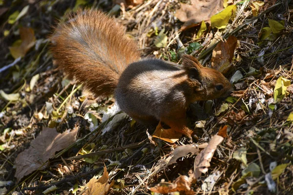 Eekhoorn Het Herfstpark — Stockfoto