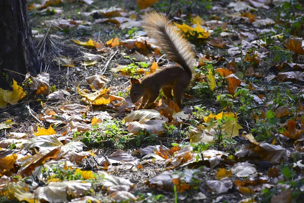 Eichhörnchen Herbstpark — Stockfoto