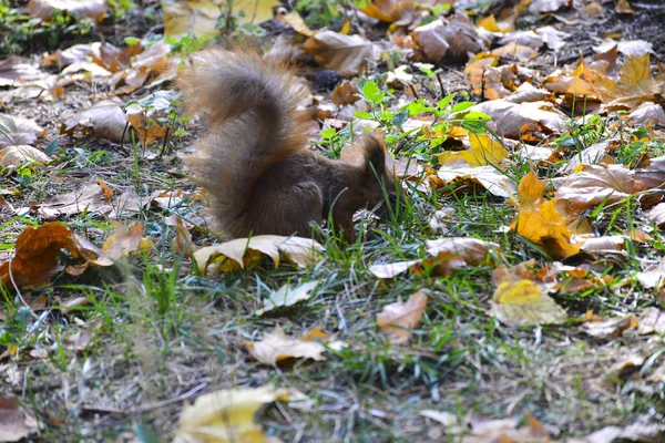 Squirrel Autumn Park — Stock Photo, Image