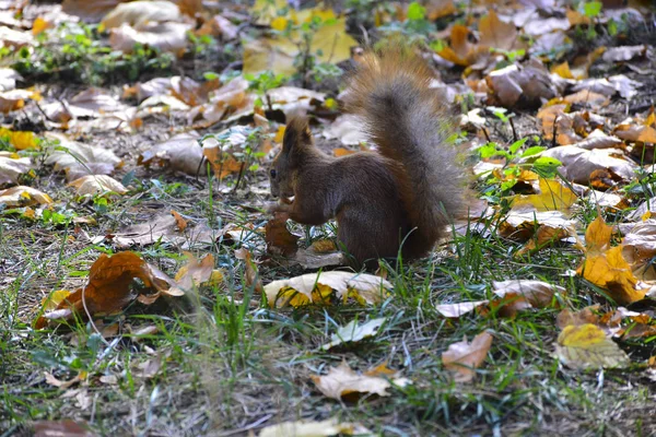 Σκίουρος Στο Πάρκο Φθινόπωρο — Φωτογραφία Αρχείου