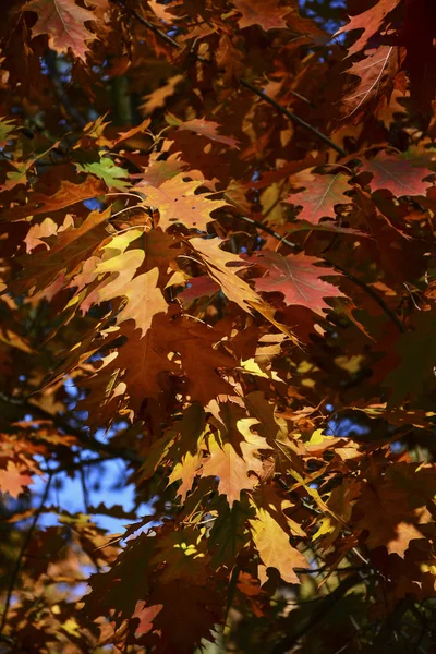 Красивые Осенние Желтые Листья Деревьях Магия Осенних Красок — стоковое фото
