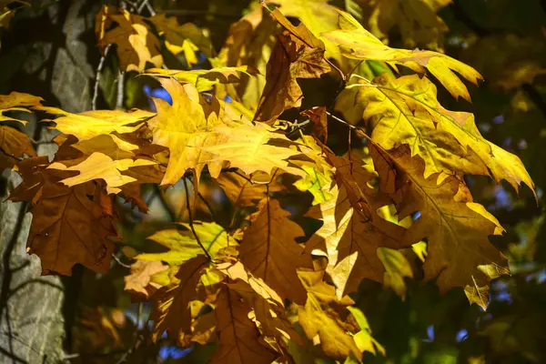 Όμορφα Φθινοπωρινά Κίτρινα Φύλλα Στα Δέντρα Μαγεία Των Φθινοπωρινών Χρωμάτων — Φωτογραφία Αρχείου