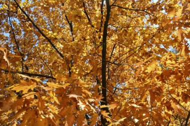 Ağaçlarda güzel sonbahar sarı yaprakları. Sonbahar renklerinin büyüsü.