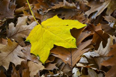 Ağaçlarda güzel sonbahar sarı yaprakları. Sonbahar renklerinin büyüsü.