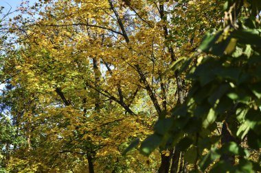 Ağaçlarda güzel sonbahar sarı yaprakları. Sonbahar renklerinin büyüsü.