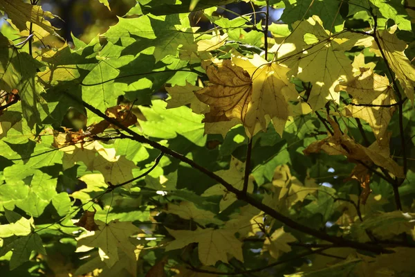 Vackra Höstgula Löv Träden Magin Höstens Färger — Stockfoto