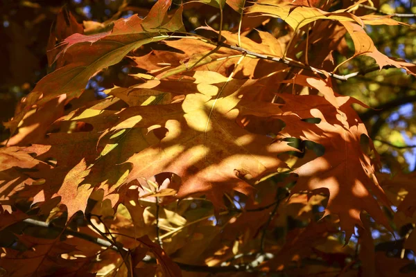 Prachtige Herfst Gele Bladeren Aan Bomen Magie Van Herfstkleuren — Stockfoto