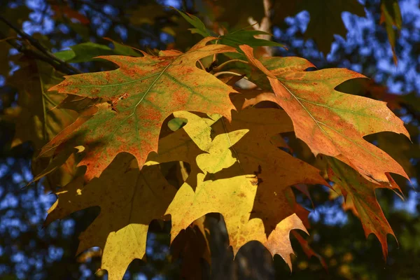 Prachtige Herfst Gele Bladeren Aan Bomen Magie Van Herfstkleuren — Stockfoto