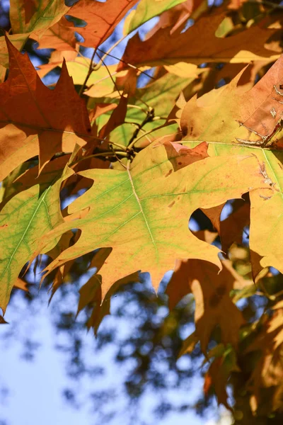Прекрасне Осіннє Жовте Листя Деревах Магія Осінніх Кольорів — стокове фото
