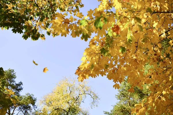 Prachtige Herfst Gele Bladeren Aan Bomen Magie Van Herfstkleuren — Stockfoto