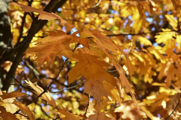 Gyönyörű Őszi Sárga Levelek Fákon Őszi Színek Varázsa — Stock Fotó