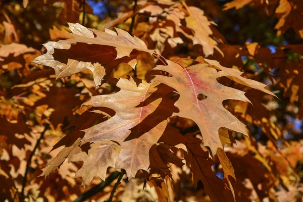 Vackra Höstgula Löv Träden Magin Höstens Färger — Stockfoto