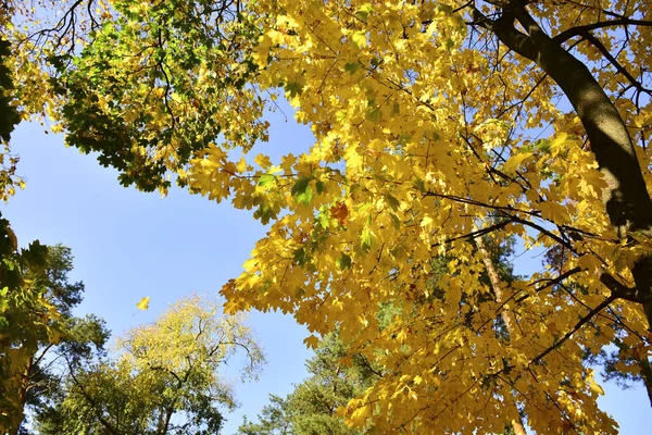 Prachtige Herfst Gele Bladeren Aan Bomen Magie Van Herfstkleuren — Stockfoto