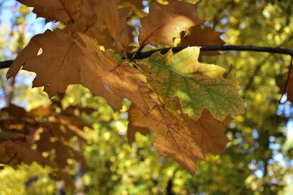 Prachtige Herfst Gele Bladeren Aan Bomen Magie Van Herfstkleuren — Stockfoto