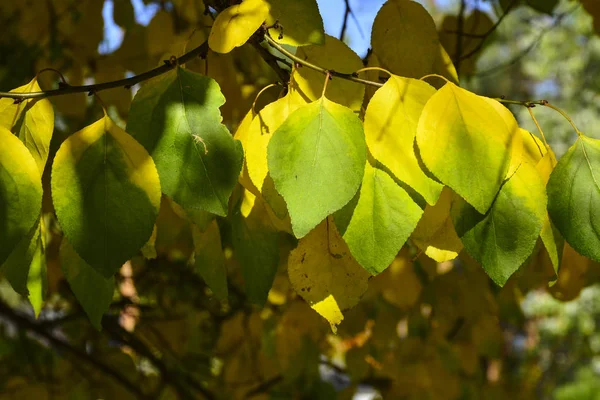 木々の上に美しい秋の黄色の葉 秋の色の魔法 — ストック写真