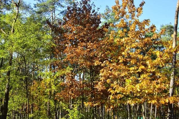 Beautiful Autumn Yellow Leaves Trees Magic Autumn Colors — Stock Photo, Image