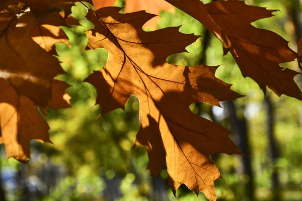 Prachtige Herfst Gele Bladeren Aan Bomen Magie Van Herfstkleuren — Stockfoto