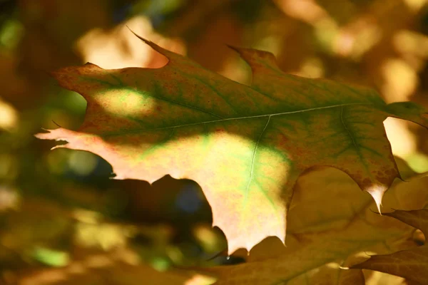 Vackra Höstgula Löv Träden Magin Höstens Färger — Stockfoto