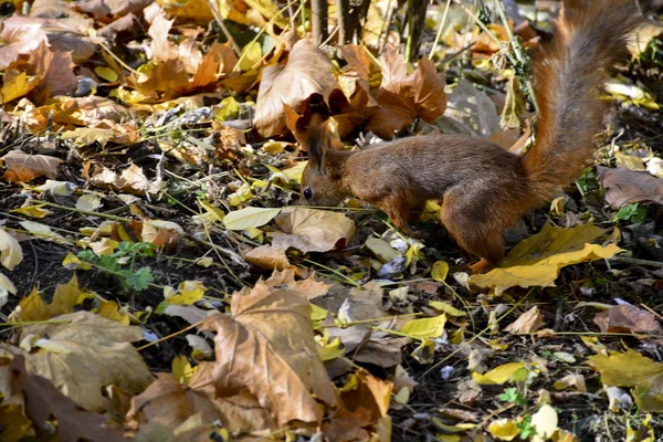 Écureuil Dans Parc Automne — Photo