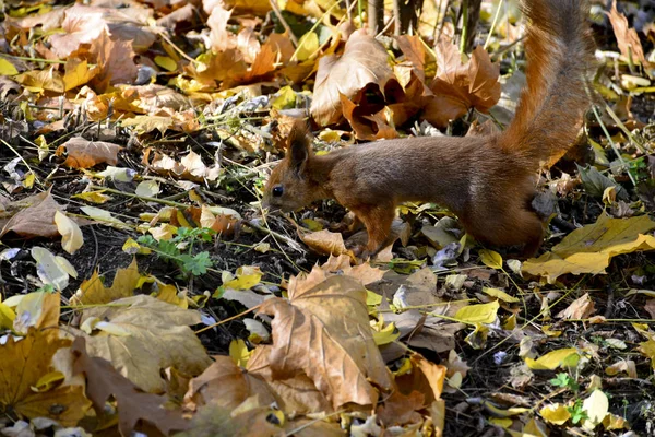 Esquilo Parque Outono — Fotografia de Stock