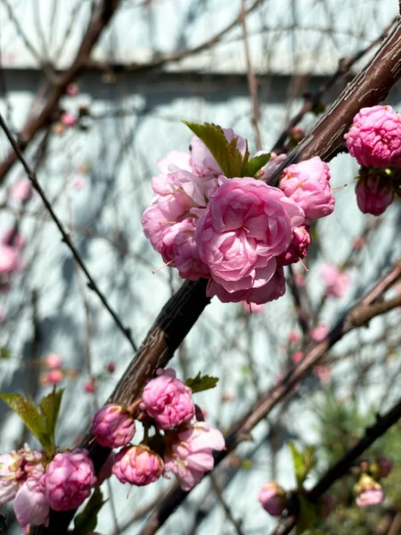 Muchas Flores Rosadas Florecientes Ramas Cerezo Flor Sakura Flor Cerezo —  Fotos de Stock