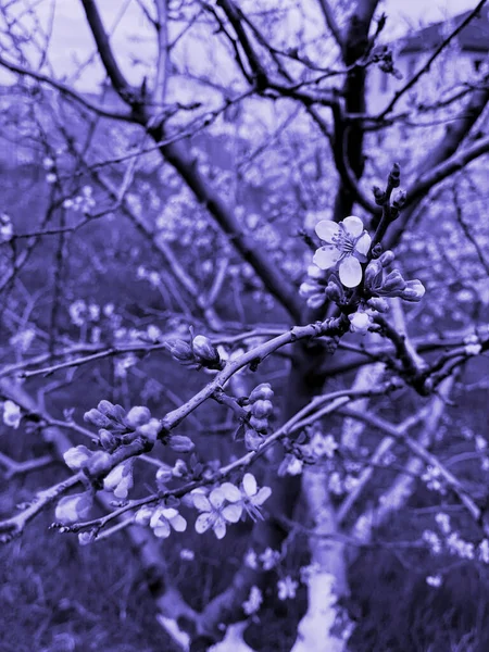 Galhos Cereja Primavera Com Flores Brancas Florescentes Com Gotas Orvalho — Fotografia de Stock