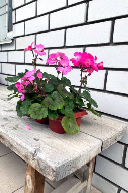 Pembe sardunya çiçekleri. Güneş ışığı. Geranium 'un küçük güzel çiçeği. Çiçekçilik. Sarmaşık yapraklı pelargonyum. Geranium Peltatum. Çiçek saksısı tuğla duvarın yanındaki tahta bir bankta duruyor.