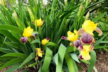 Sarı zambak çiçekleri yeşil arka planda. Güneşli bir gün.